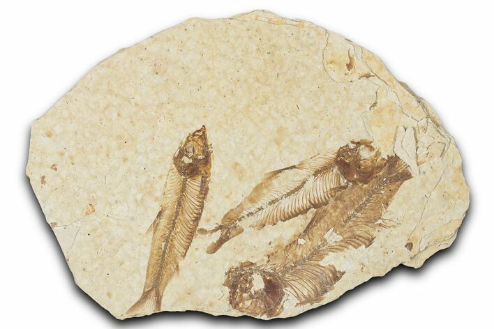 Fossil Fish (Knightia) Mortality Plate - Wyoming #339039
